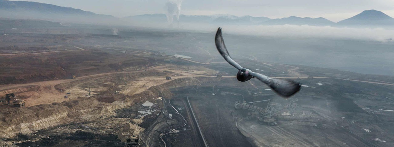 Dove flying across a giant coal mine